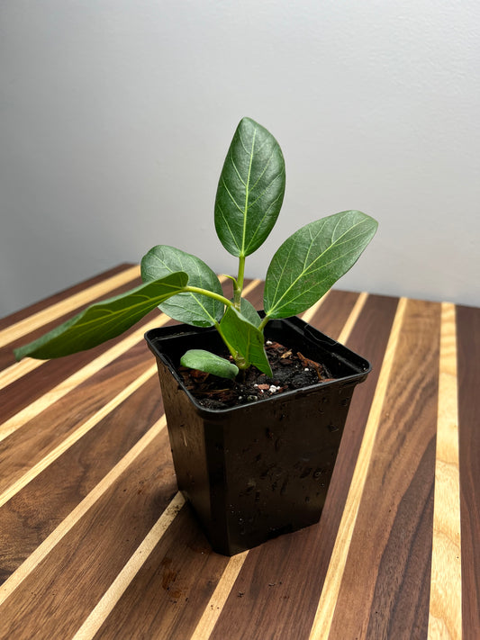 Ficus Audrey Starts