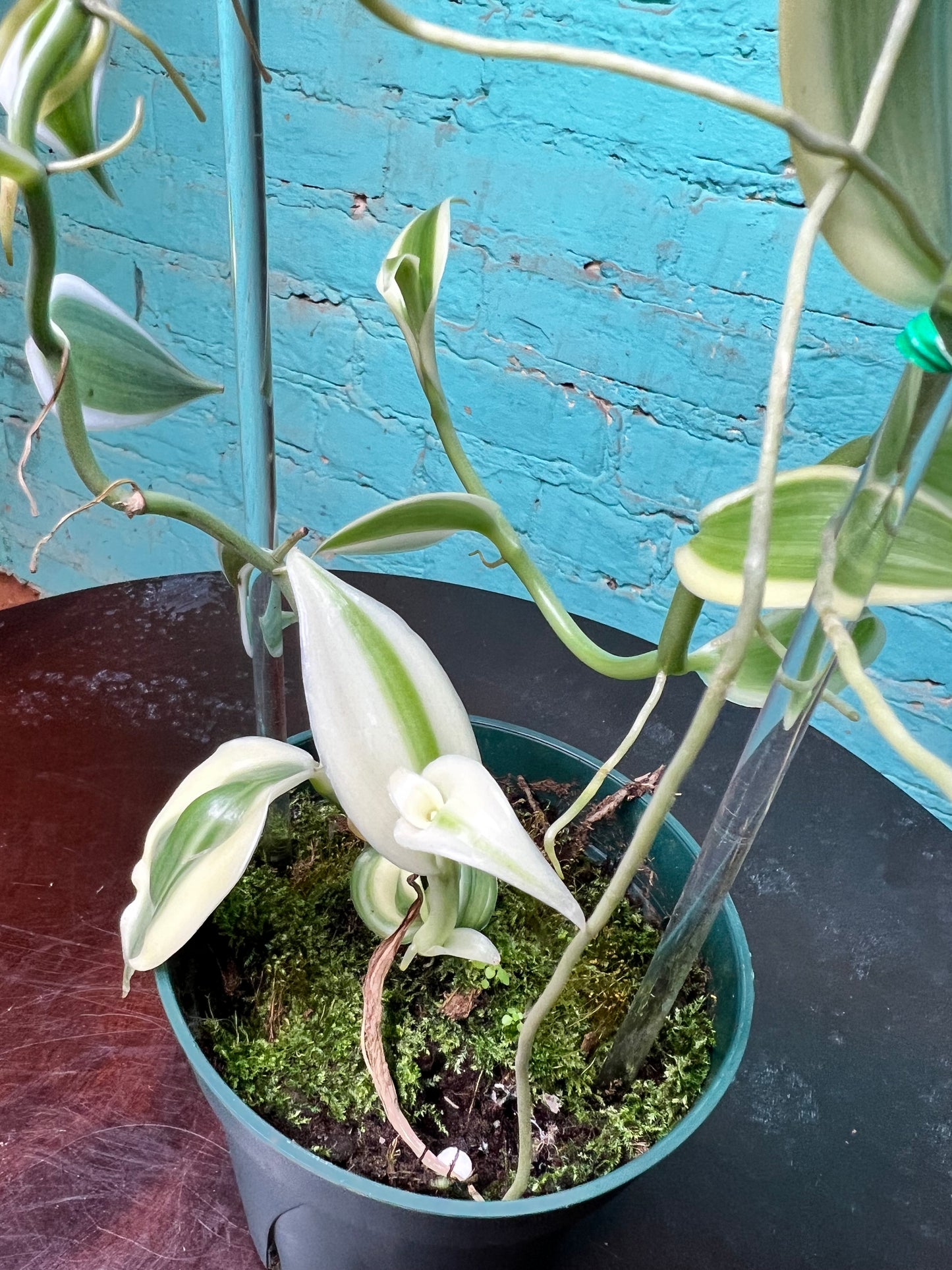 Vanilla Bean Orchids Trellis