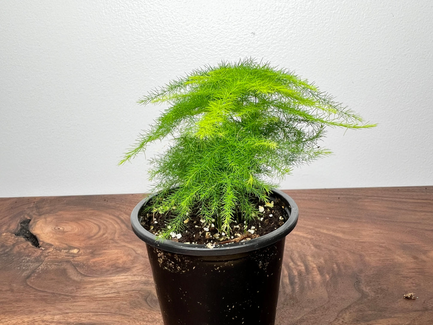 Asparagus Fern