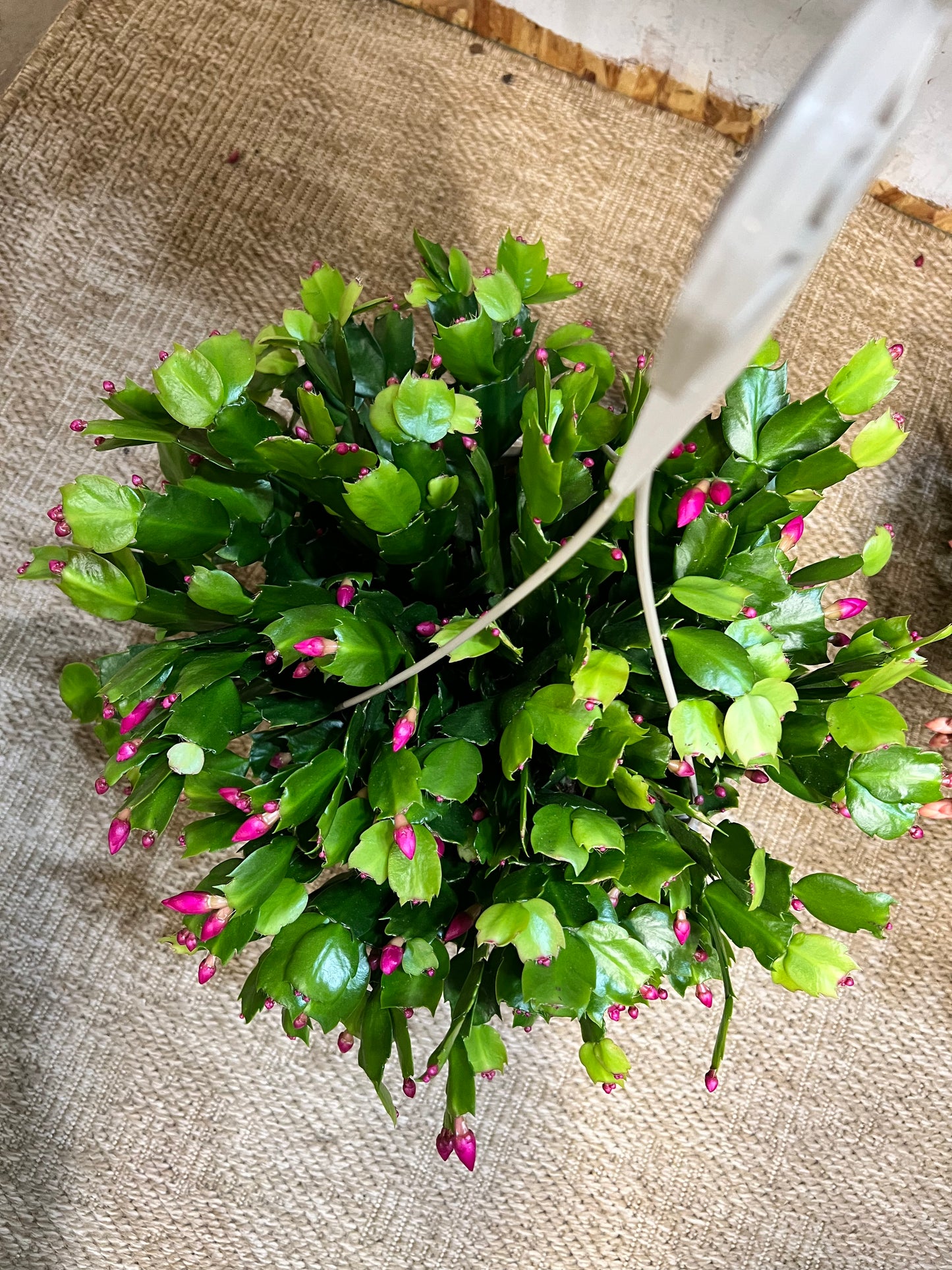 Christmas Cactus 10” basket