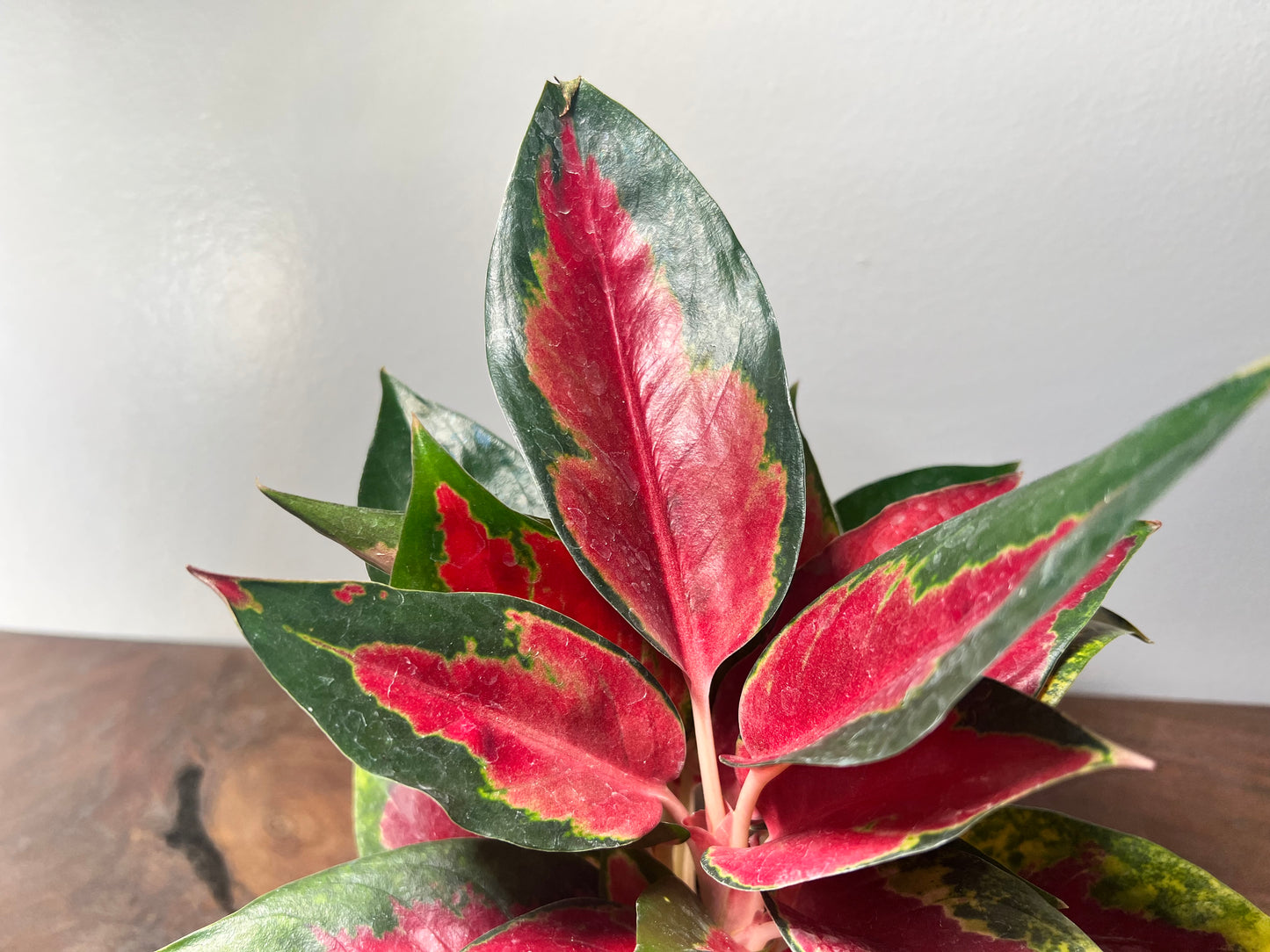 Aglaonema Star King  4”