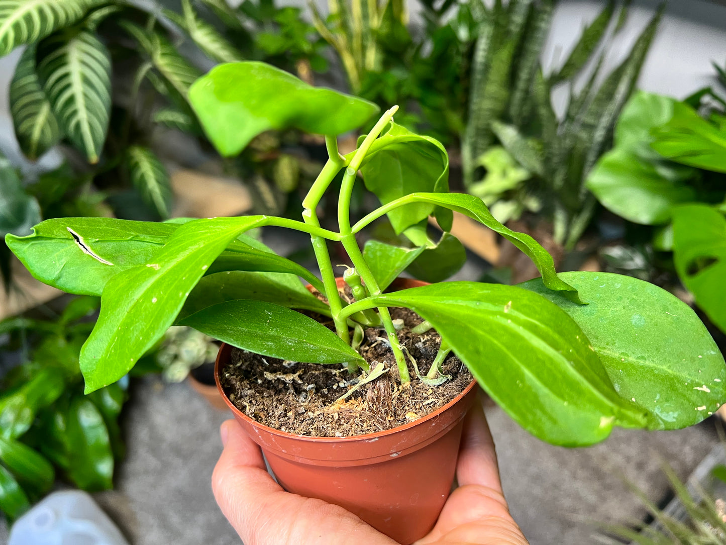 Hoya Pachyclada