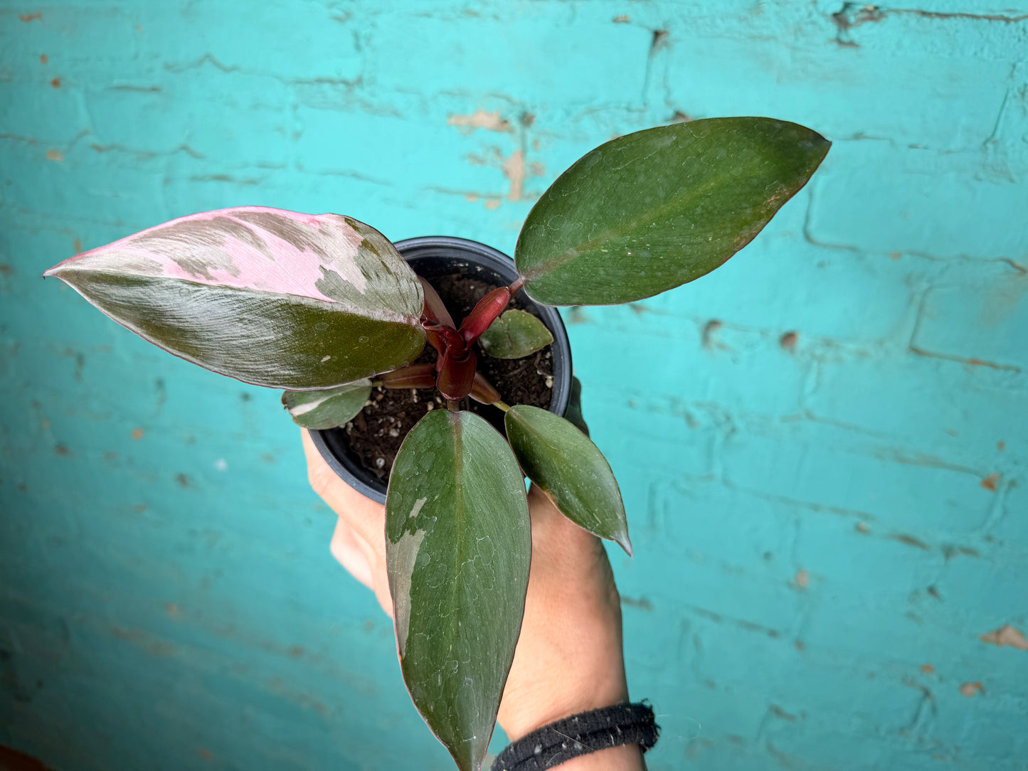 Philodendron Pink Princess  4”