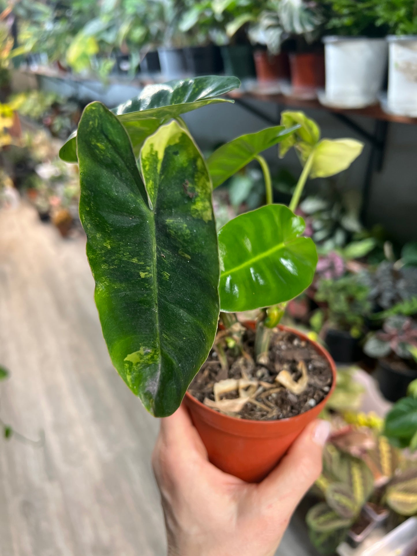 Philodendron Burle Marx Variegated 4”