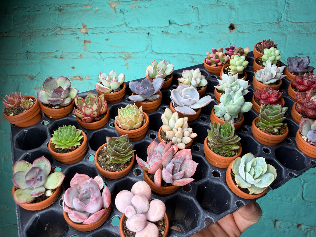 Succulent Thimble clay 1”