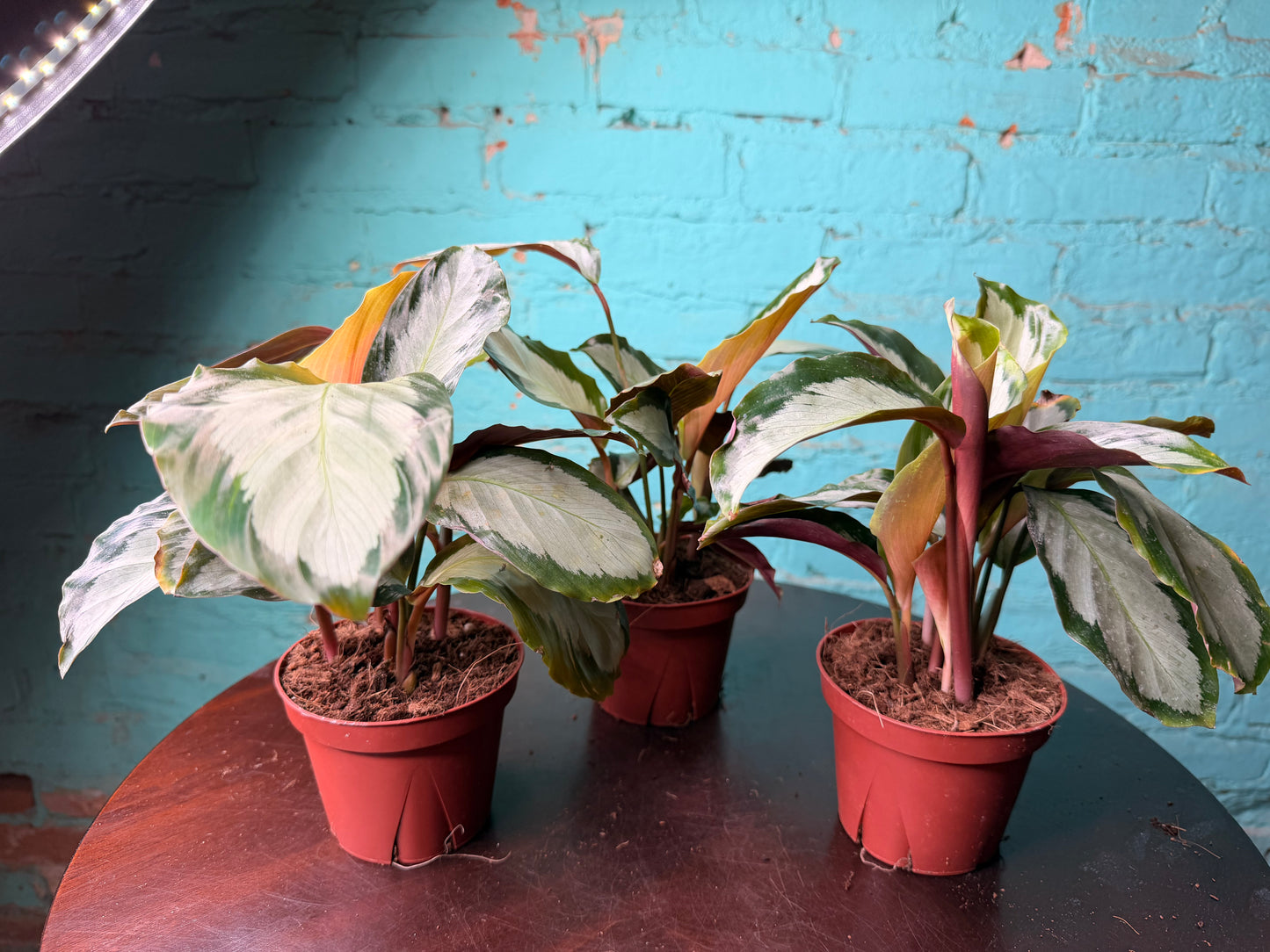 Calathea Cornona 4”