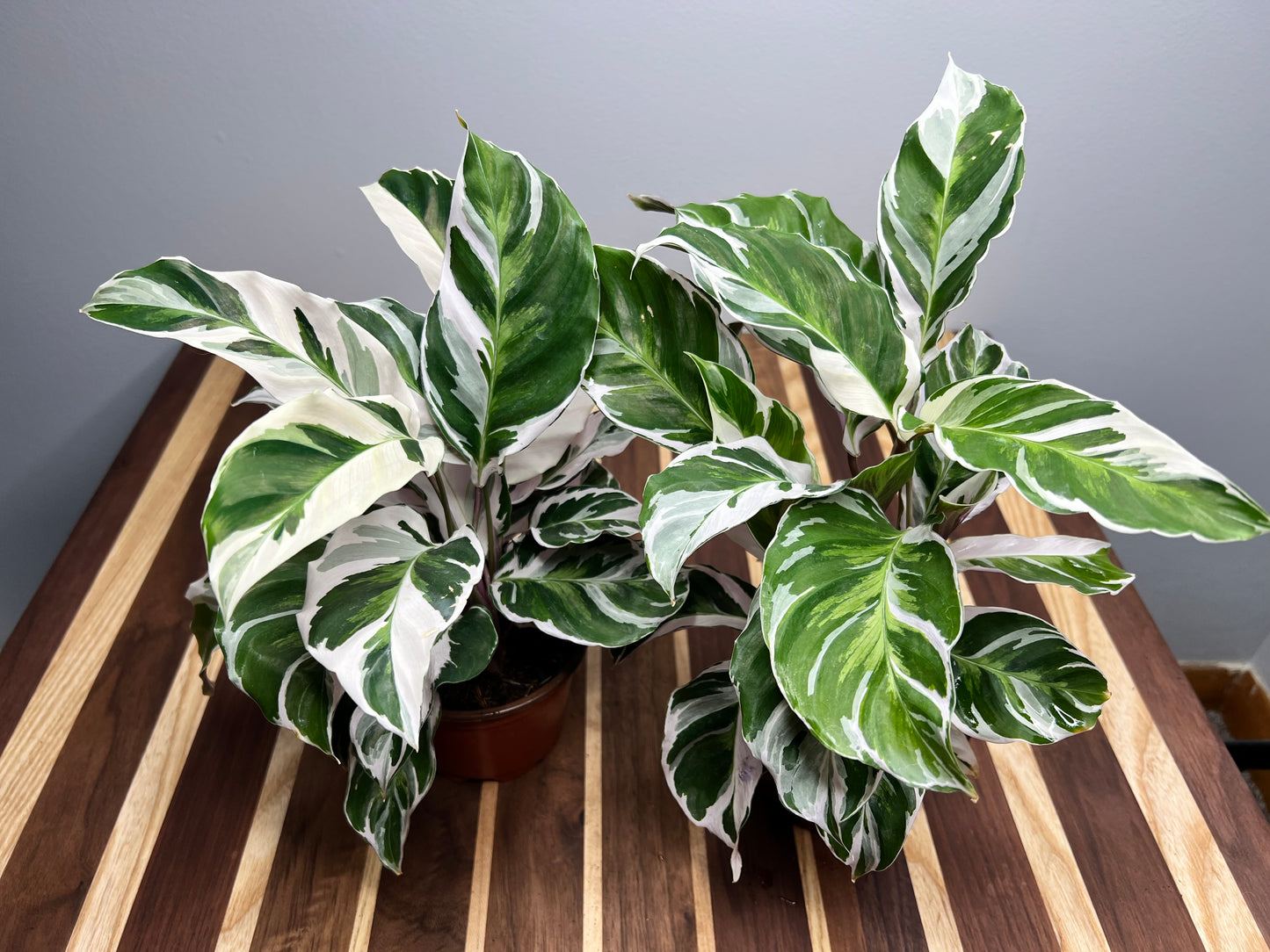 Calathea Stella 4inch