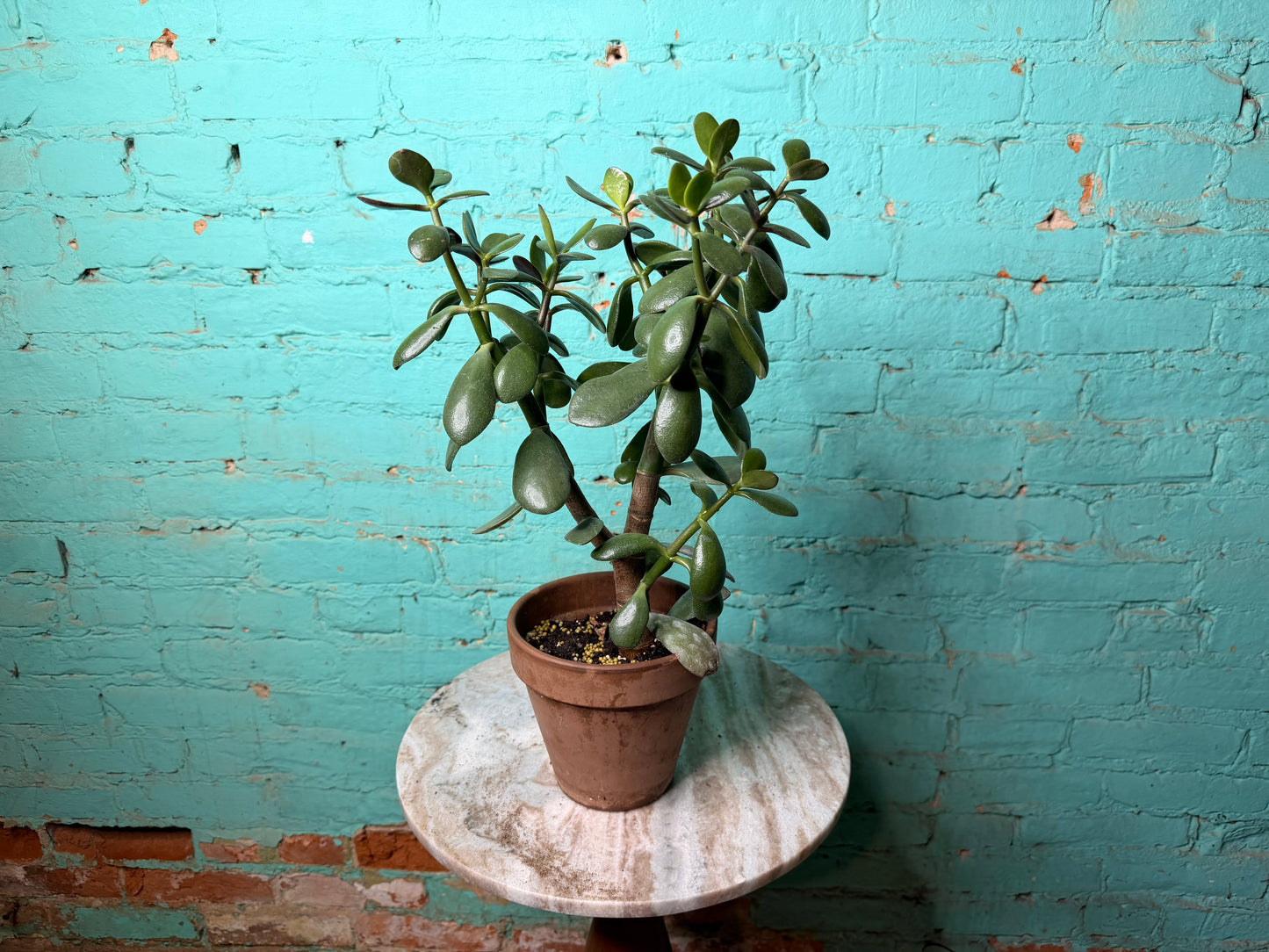 Jade 6” clay