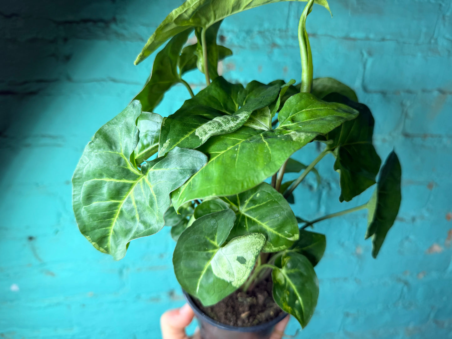 Syngonium Podophyllum Variegated 4”