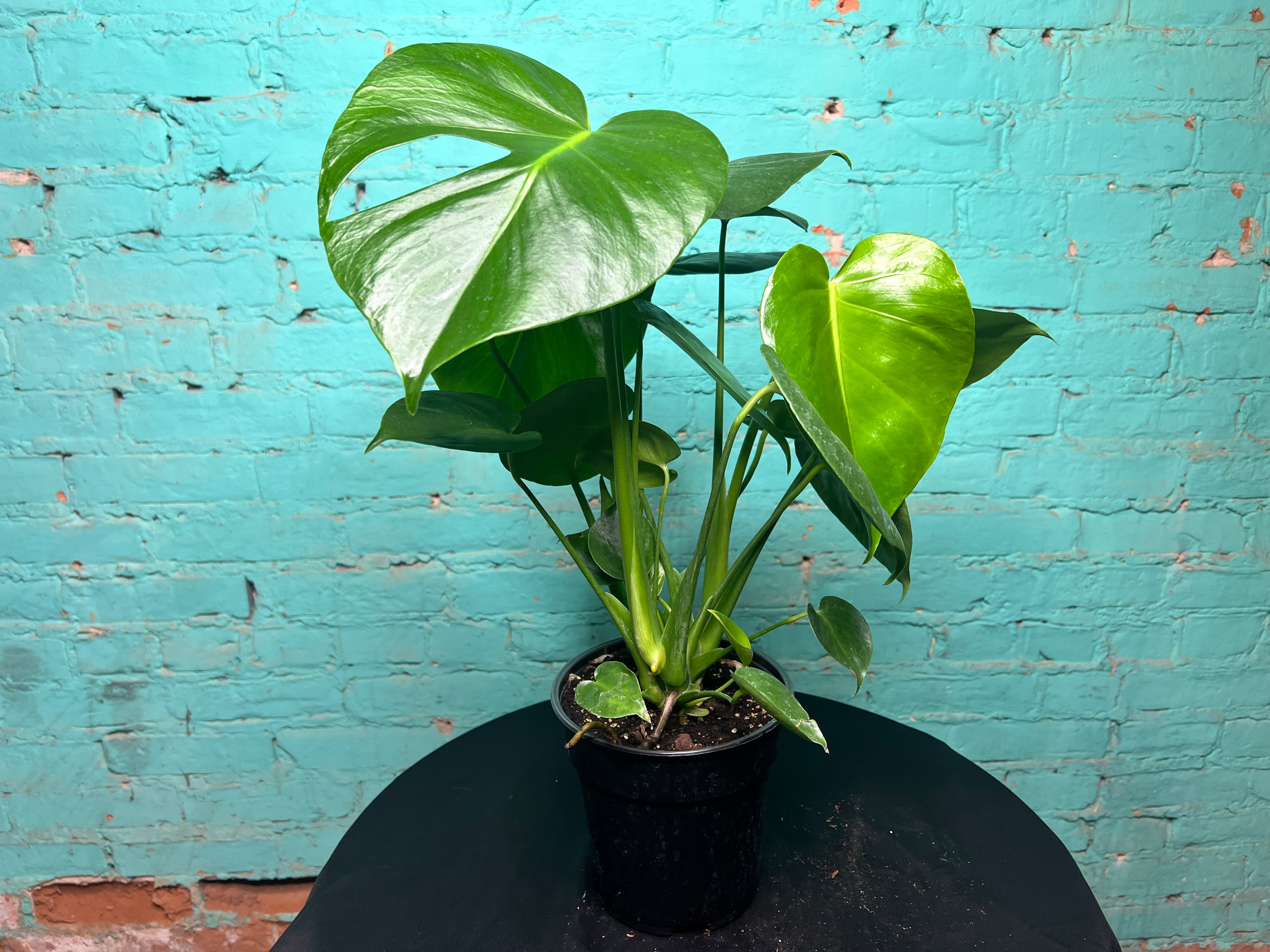 Monstera Deliciosa 6” – The Rooted Plant Shop