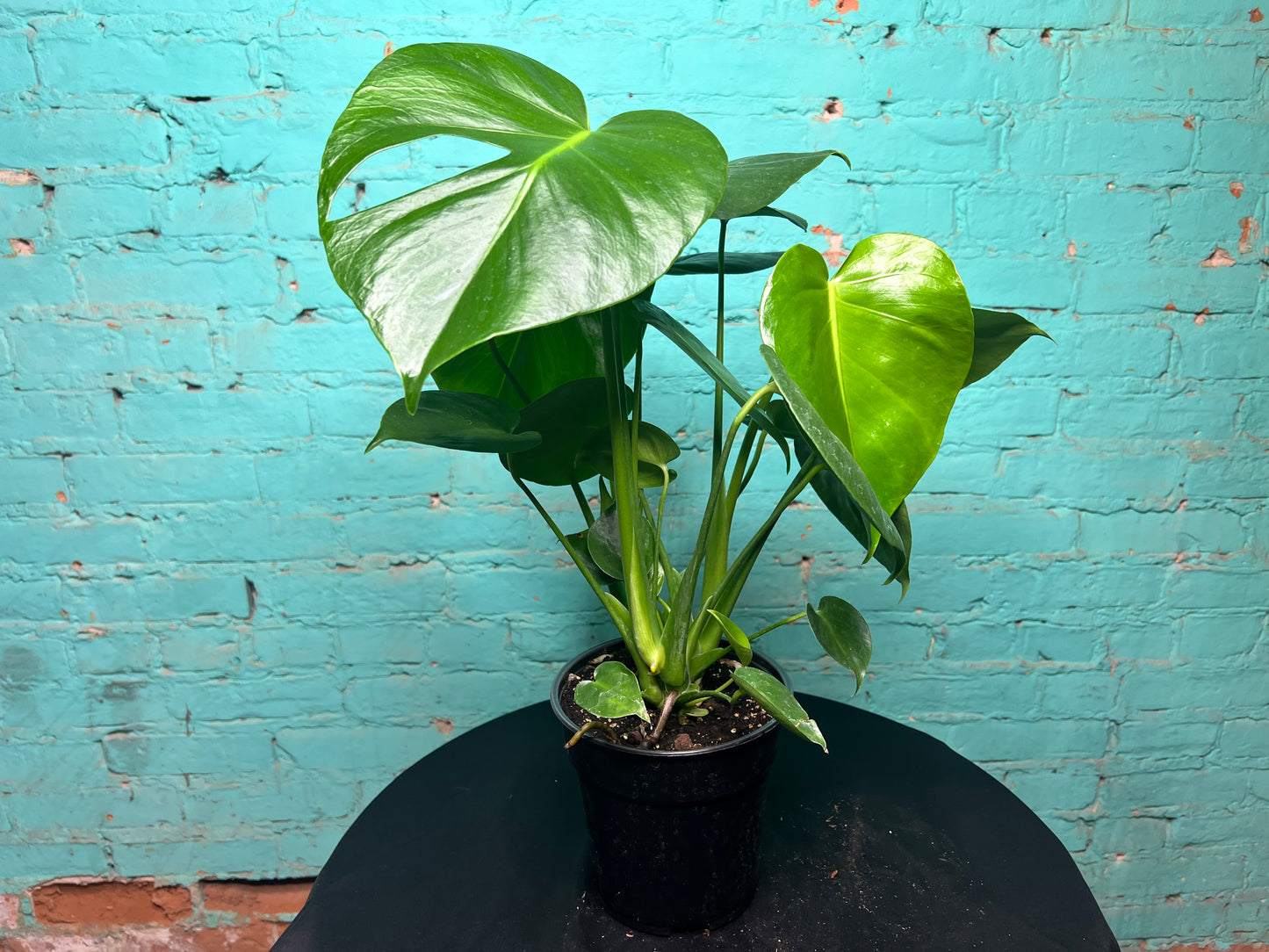 Monstera Deliciosa 6”