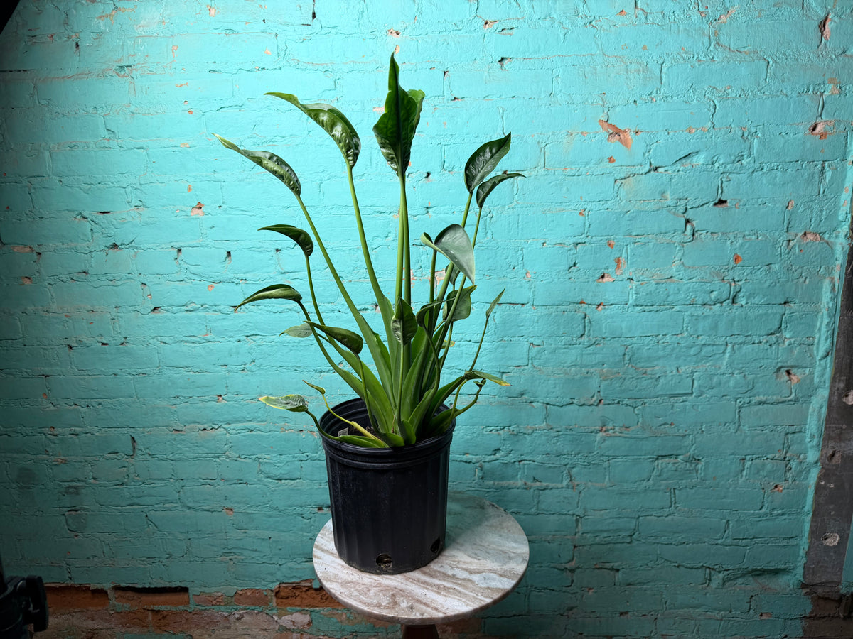 Alocasia Tiny Dancer 8”