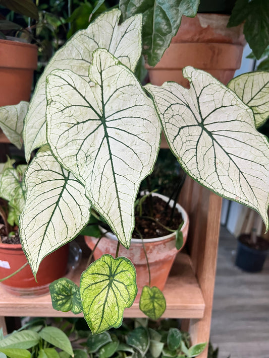 Caladiums 6” (multi bulbs)