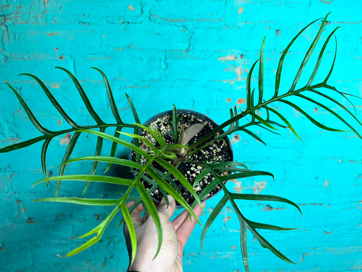 Philodendron Tortum 6”