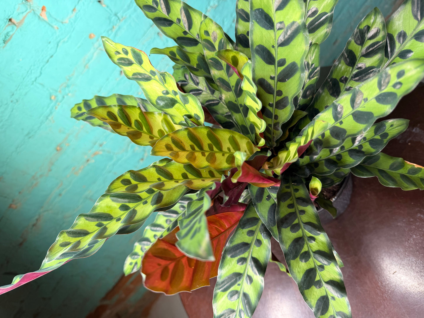 Rattle Snake calathea (6inch)