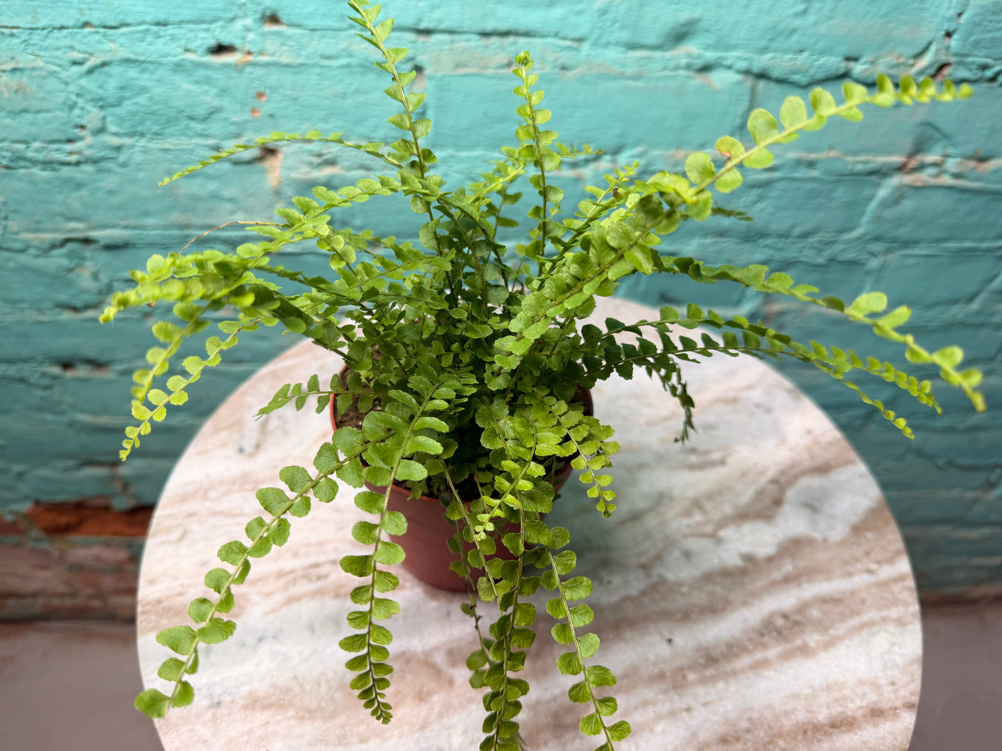 Lemon Button Fern 4”