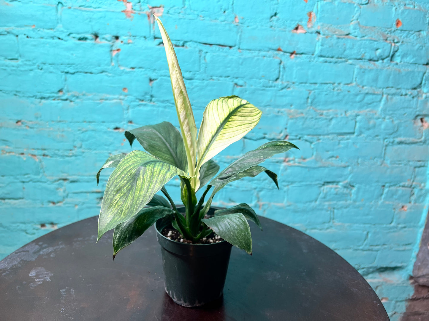 Spathiphyllum Sensation Mint 4”