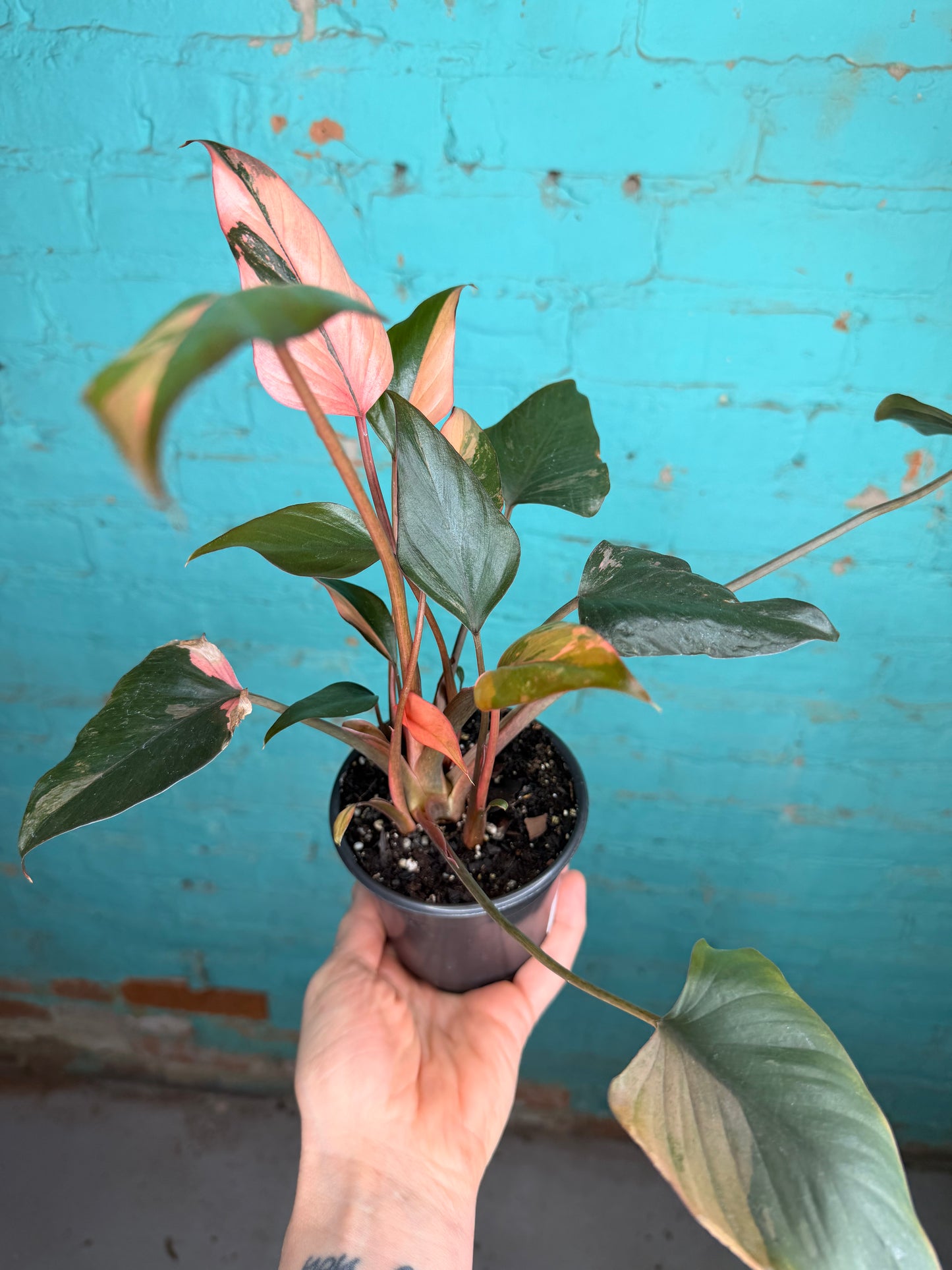 Homalomena ‘Pink Diamond’ 4” 😍