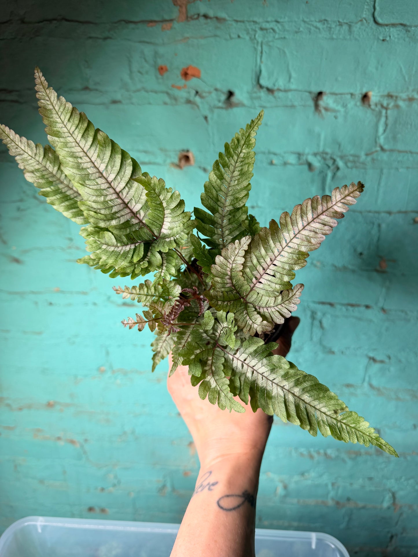 Candy Stripe Brake Fern 4”