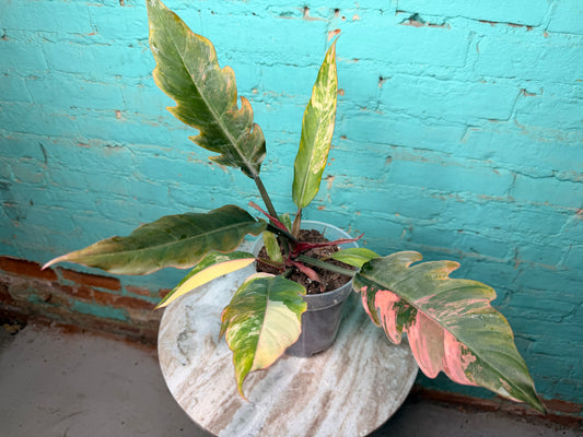 Philodendron Carmel Marble 6”