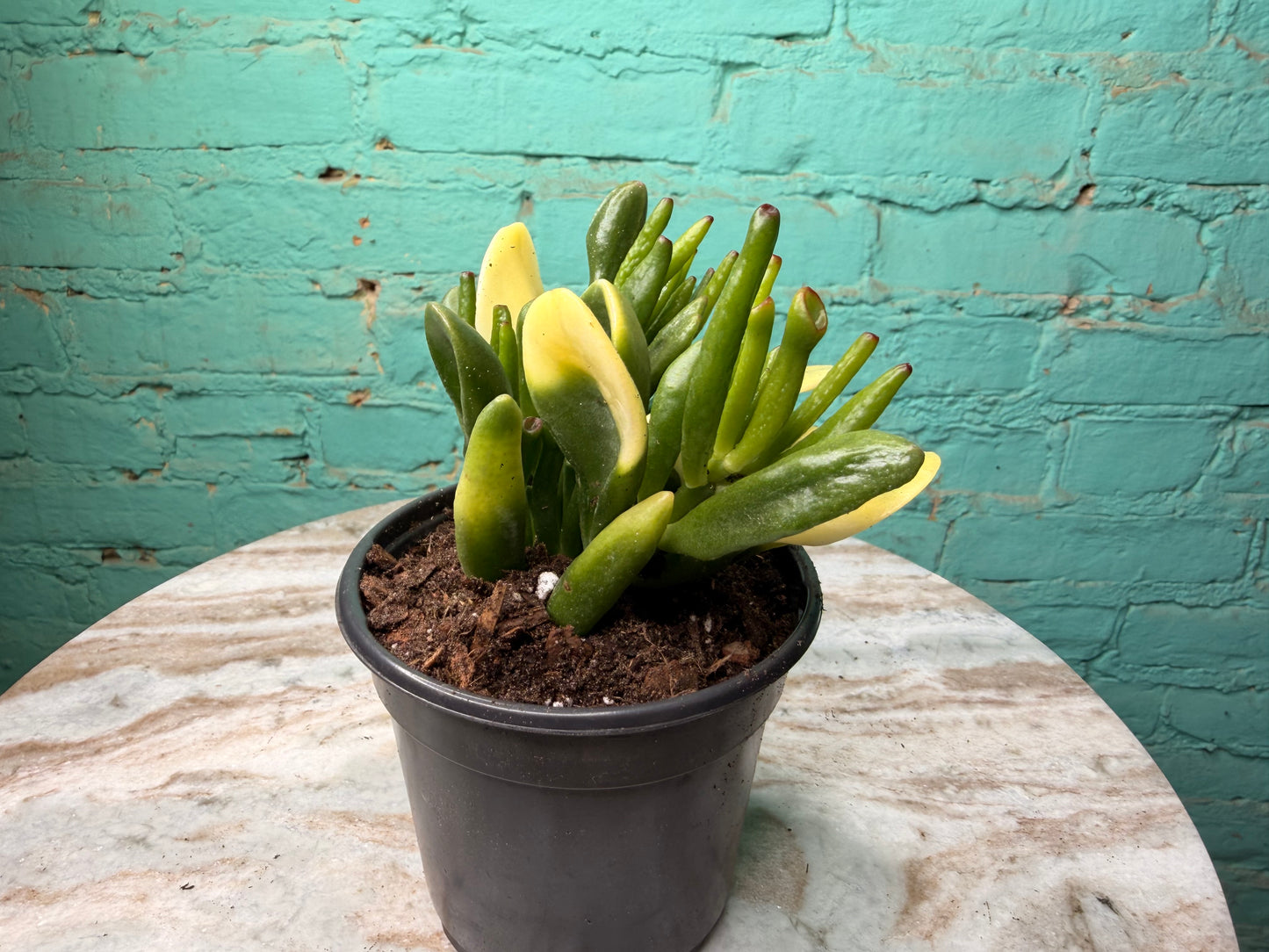 Jade- Fingers/Orgre Ears Variegated 4”