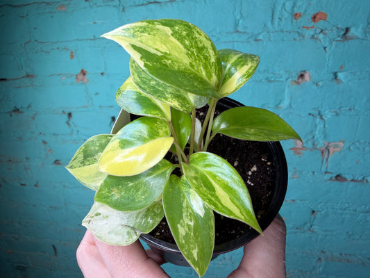 Philodendron Burle Marx Variegated 4”
