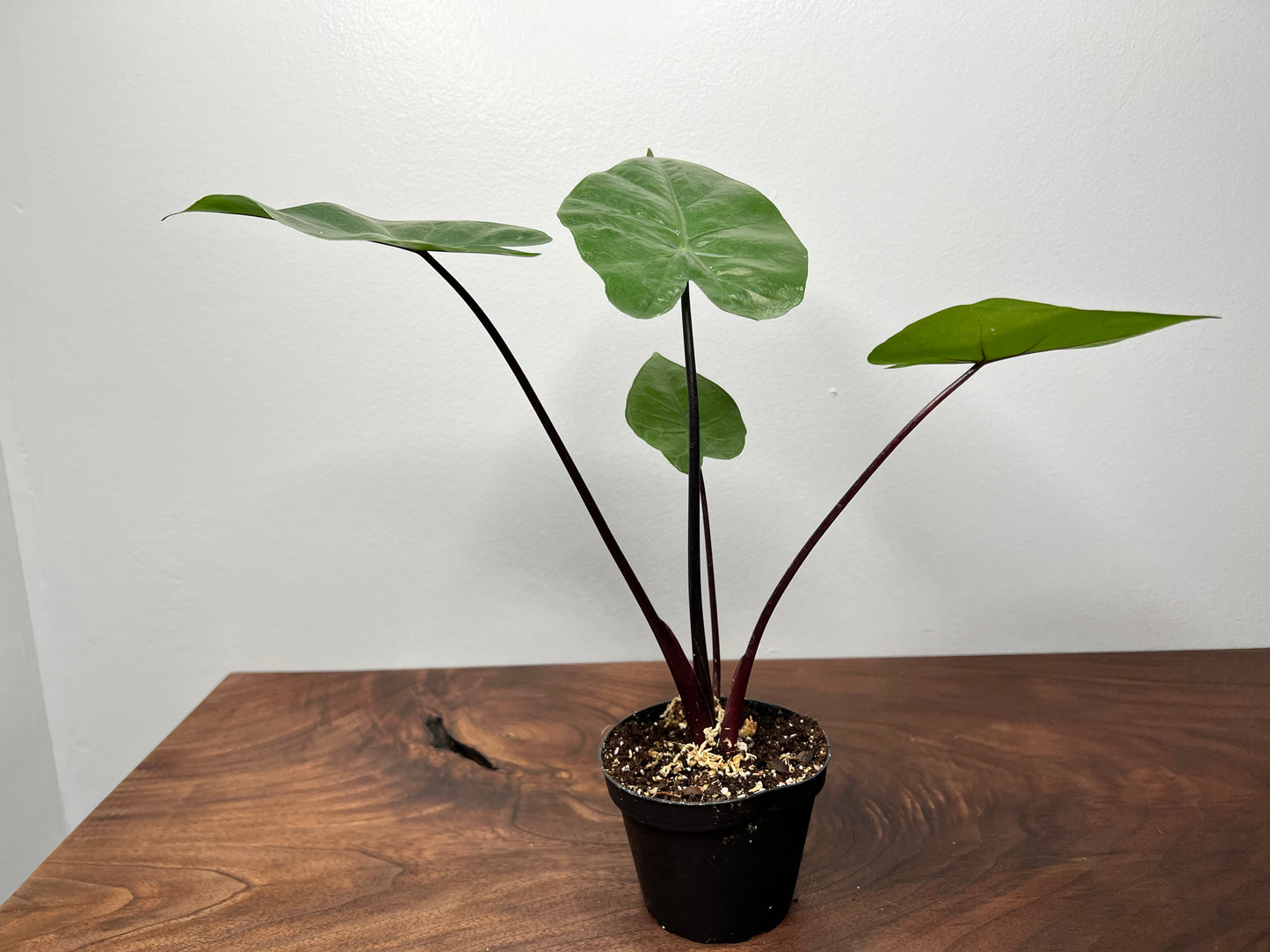 Alocasia Black Stem