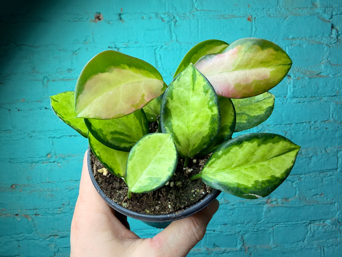 Hoya australis ‘Lisa’ 4”