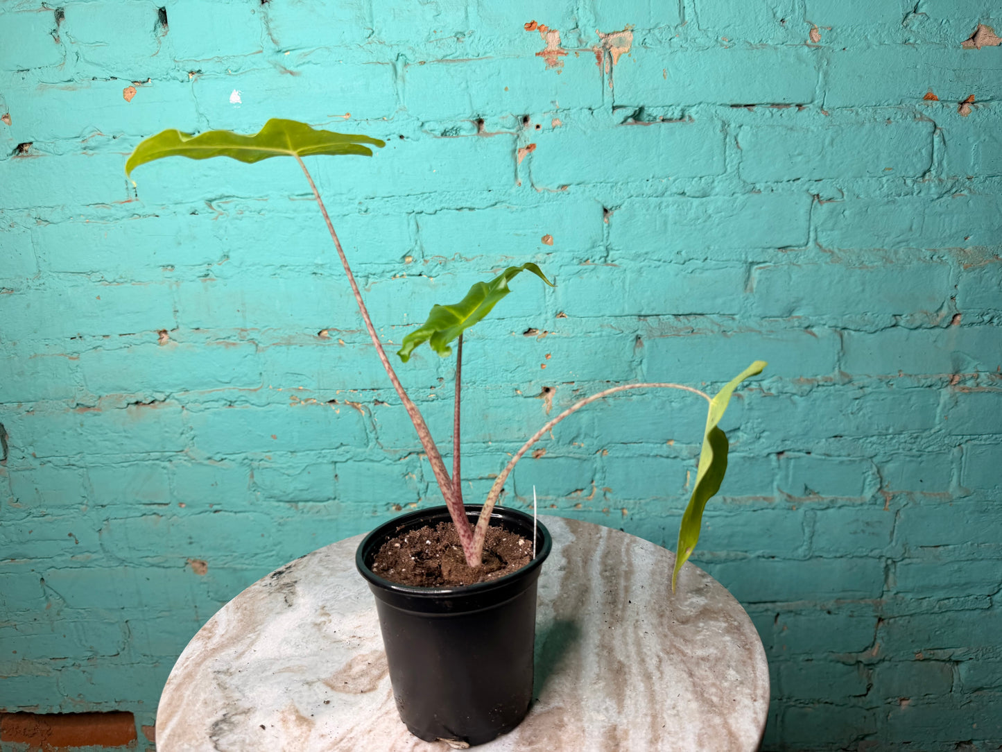 Alocasia Golden Dragon 4”