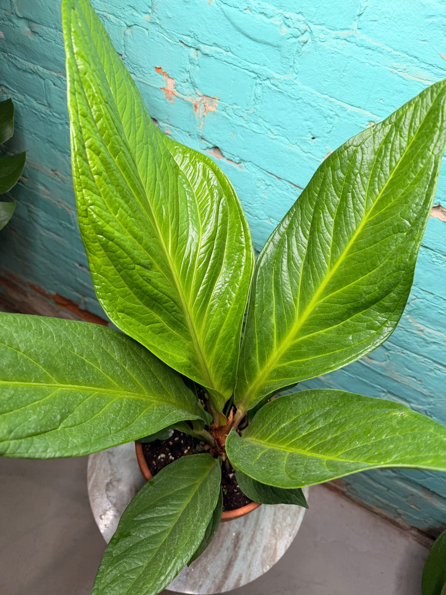 Anthurium Bonplandii Cobra- Bird Nest Anthurium 8” Clay