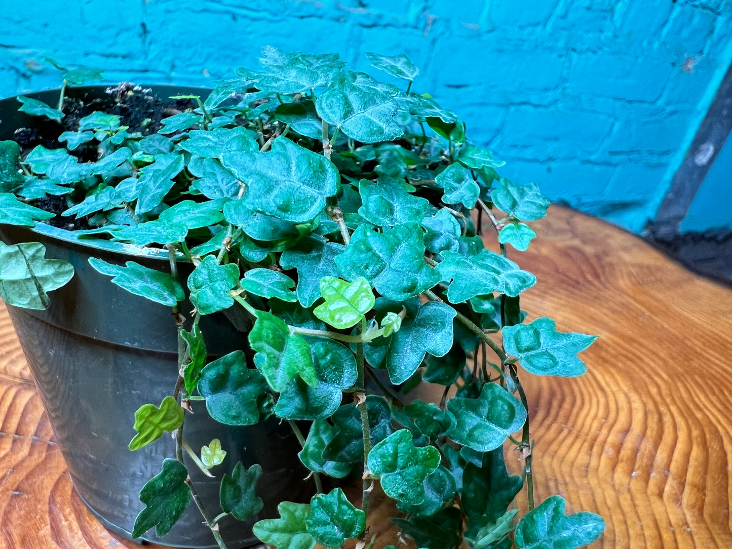 String of Frogs- oak leaves 4”