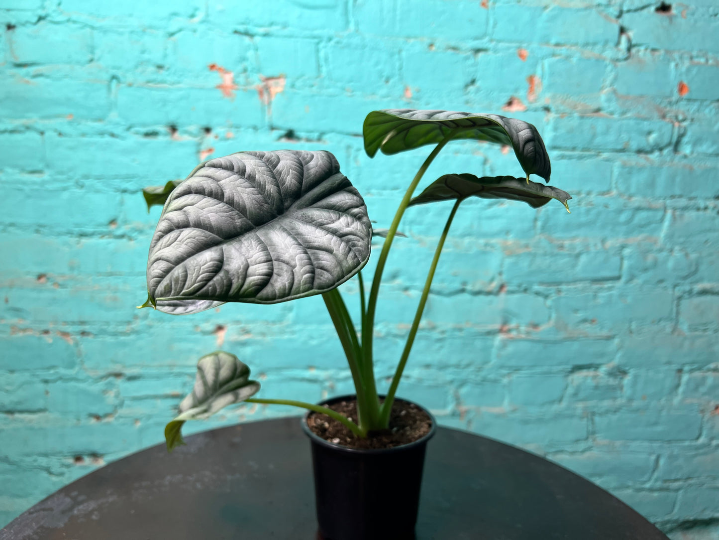 Alocasia Silver Dragon 4”