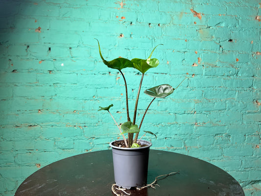 Alocasia Stingray 4”