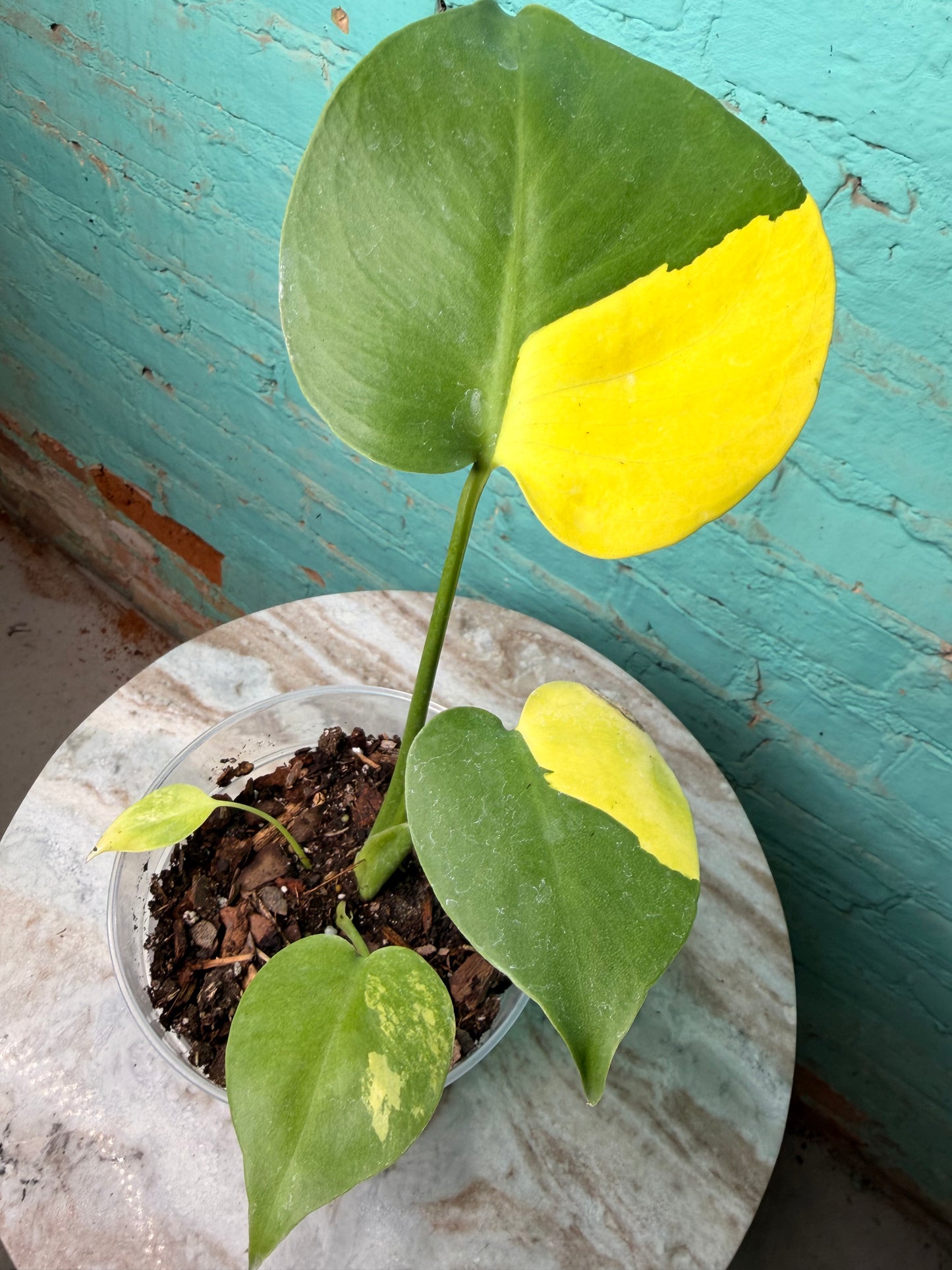 Monstera Deliciosa Yellow Marilyn 4” (repotted in clear 6”)