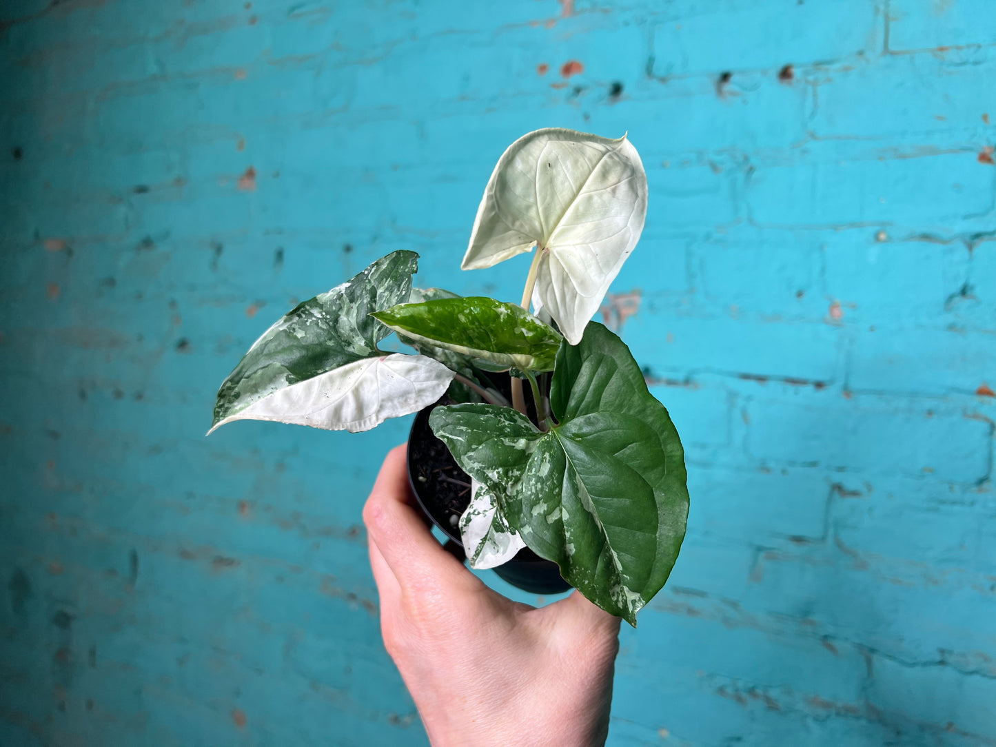 Syngonium Albo
