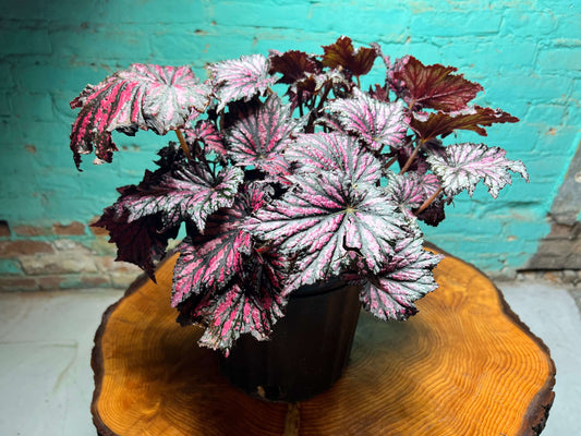 Rex begonia 10” with bold green, silver, purple, and burgundy patterned leaves in a black pot on a wooden surface.