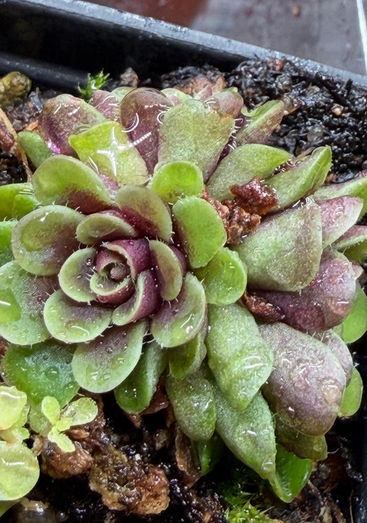 Pinguicula ‘Kondoi’