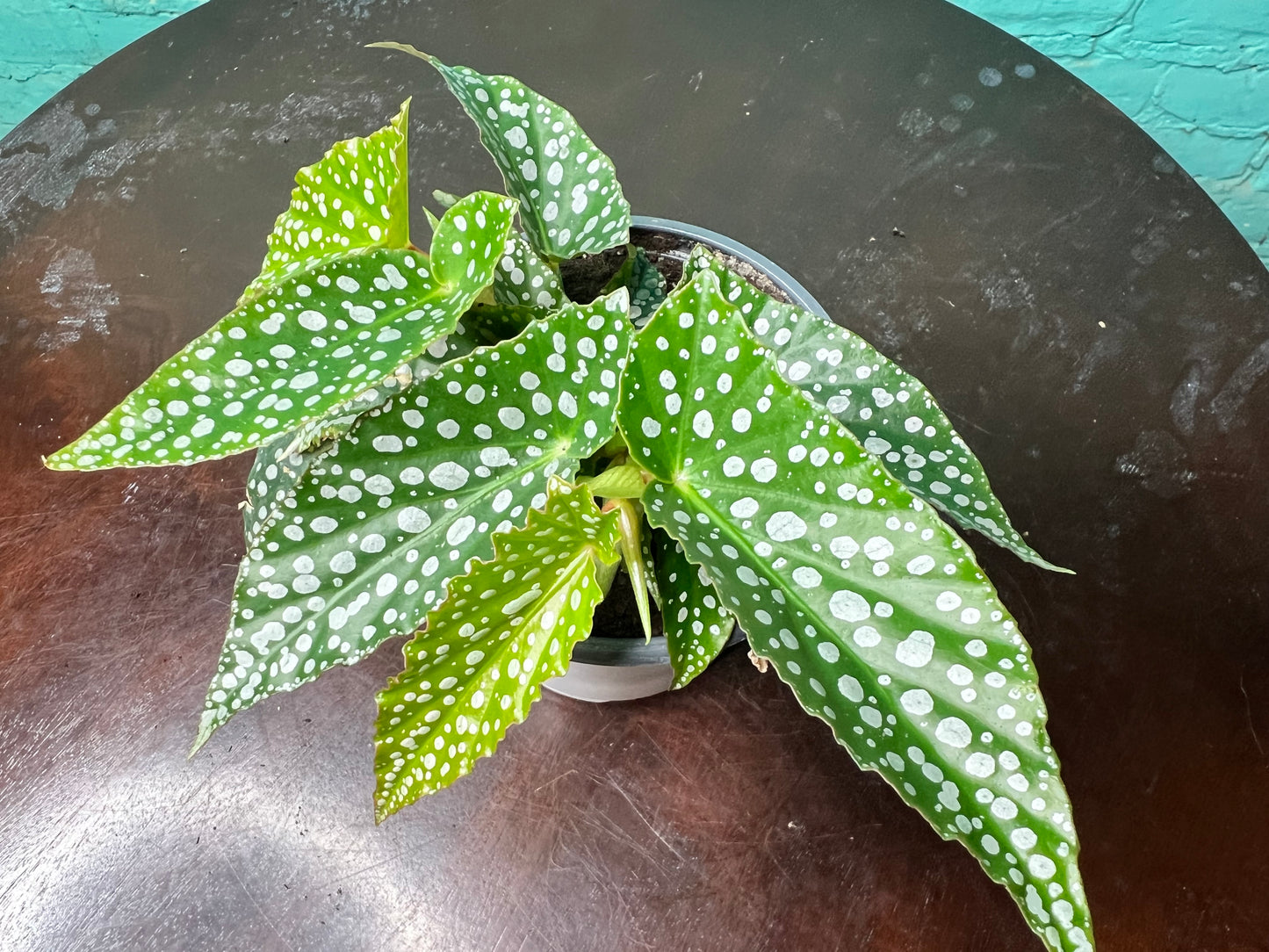 Begonia Maculata- Silver Polka Dot 4”