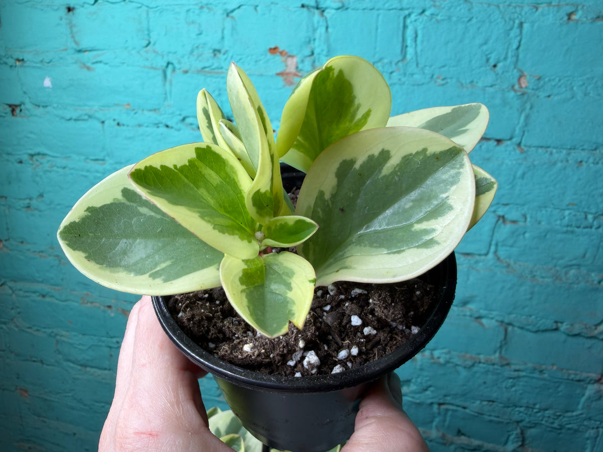 Peperomia Obtusifolia Marble 4”