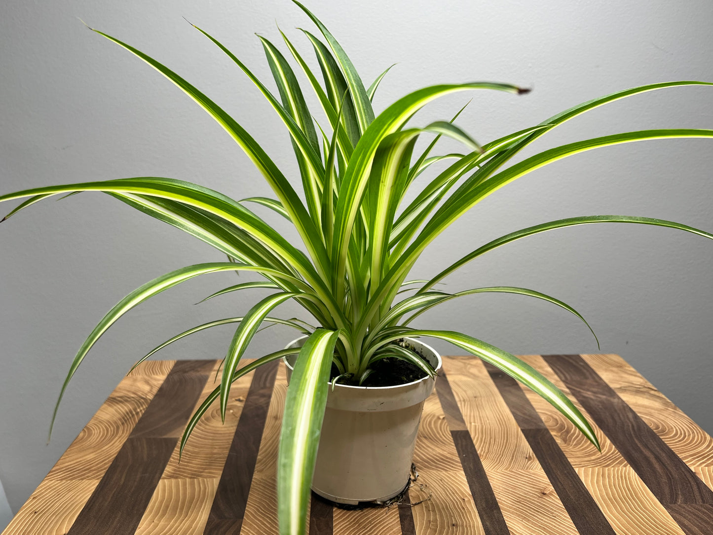 Spider Plant (Pet friendly)6”