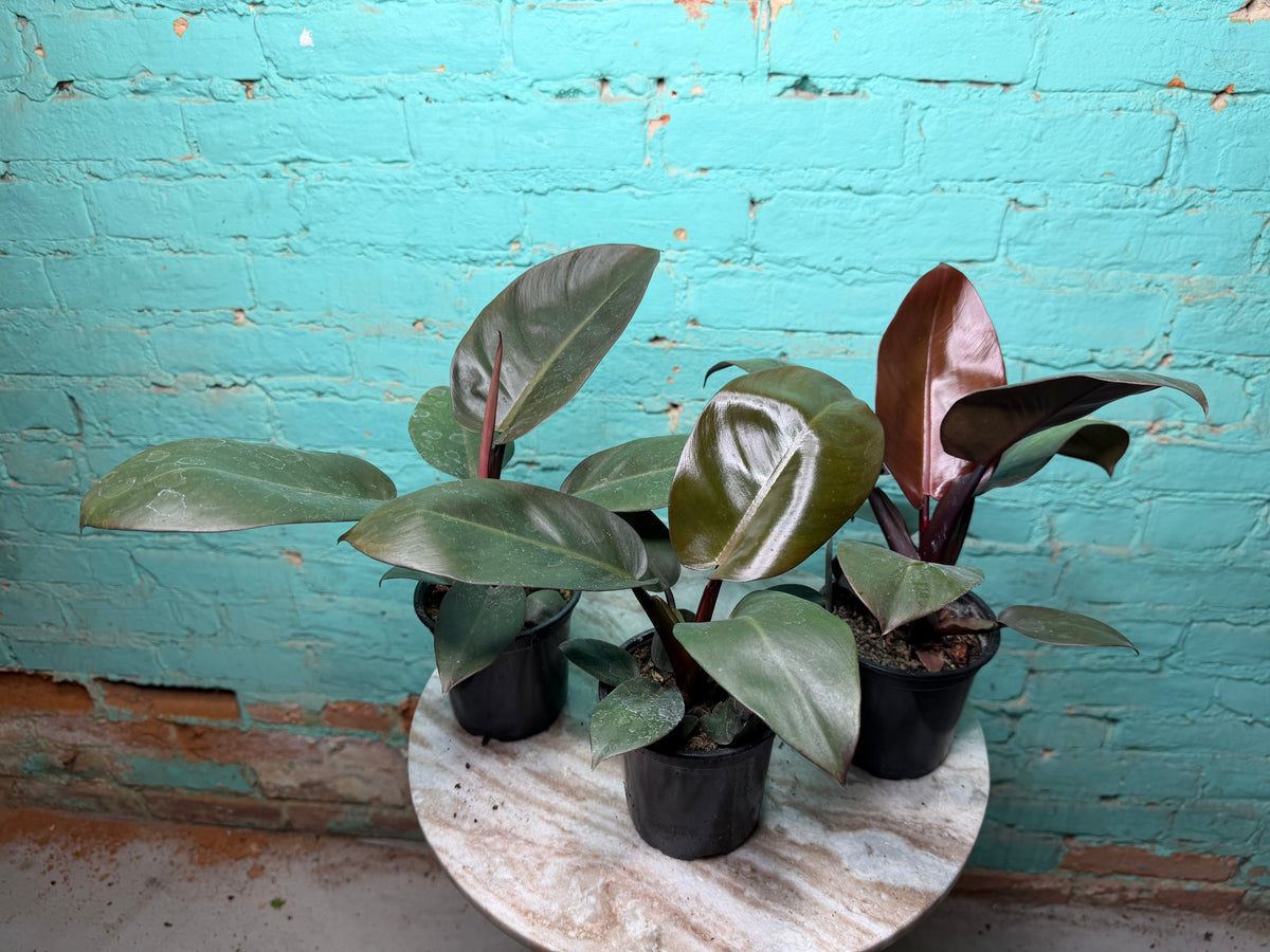 Philodendron Black Cardinal 4”