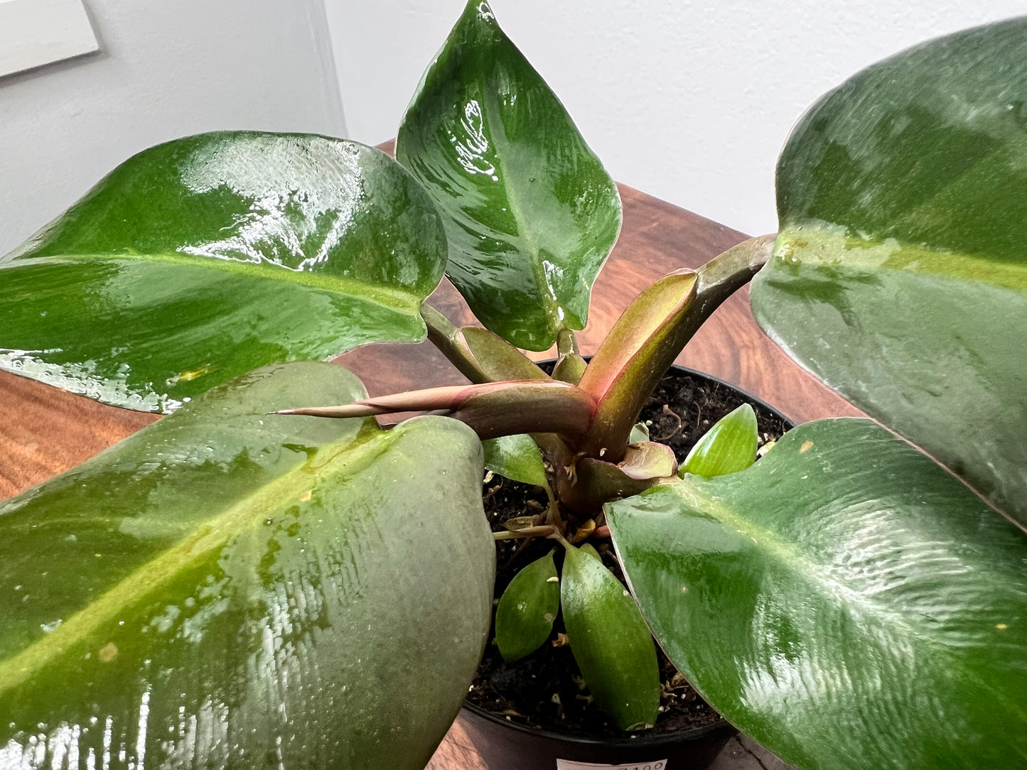 Philodendron Black Cardinal