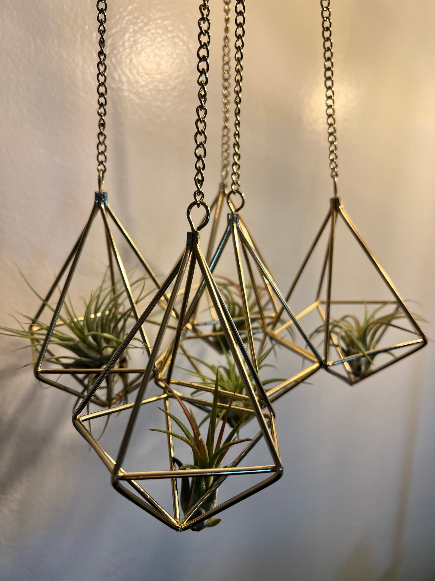 Air plant with gold holder