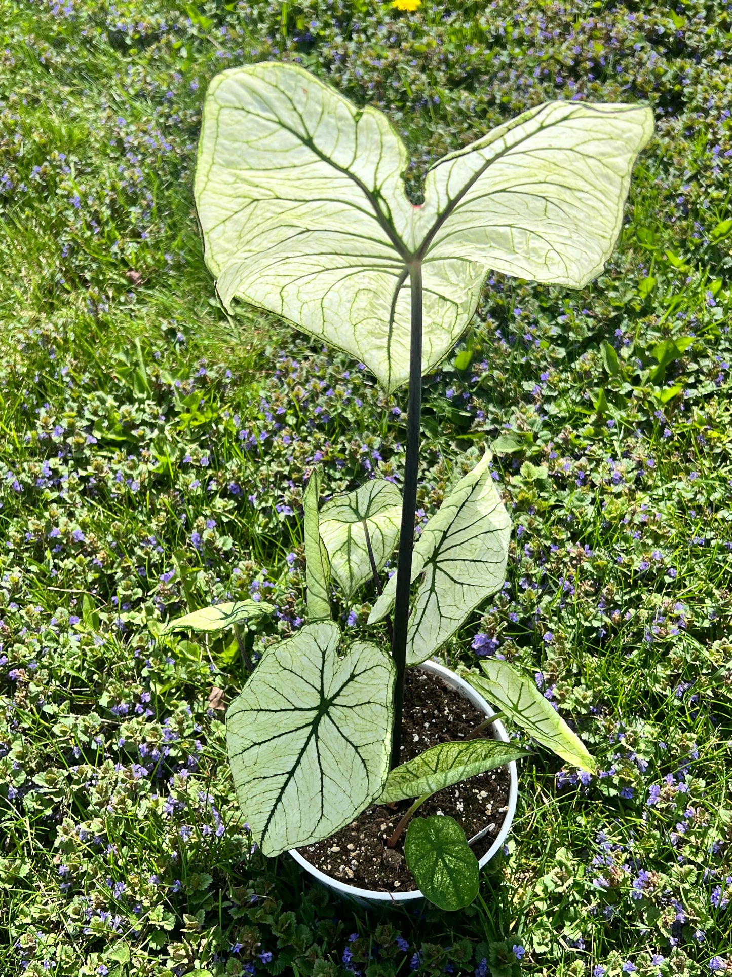 Caladiums 6” (multi bulbs)