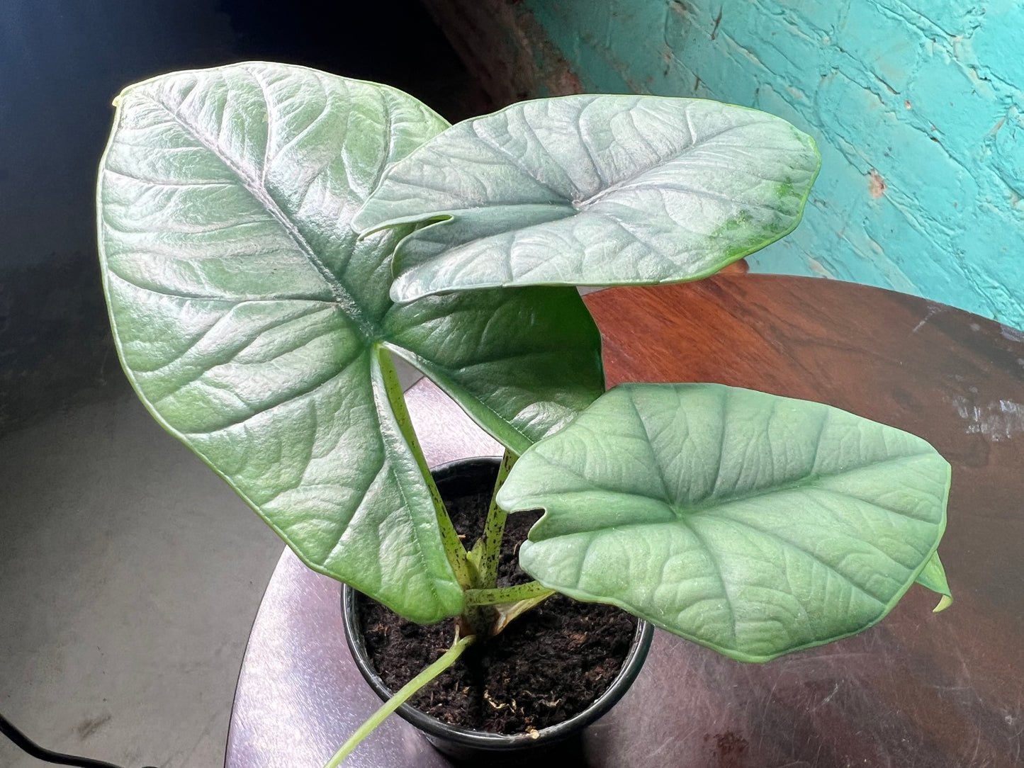 Alocasia Bisma 4”