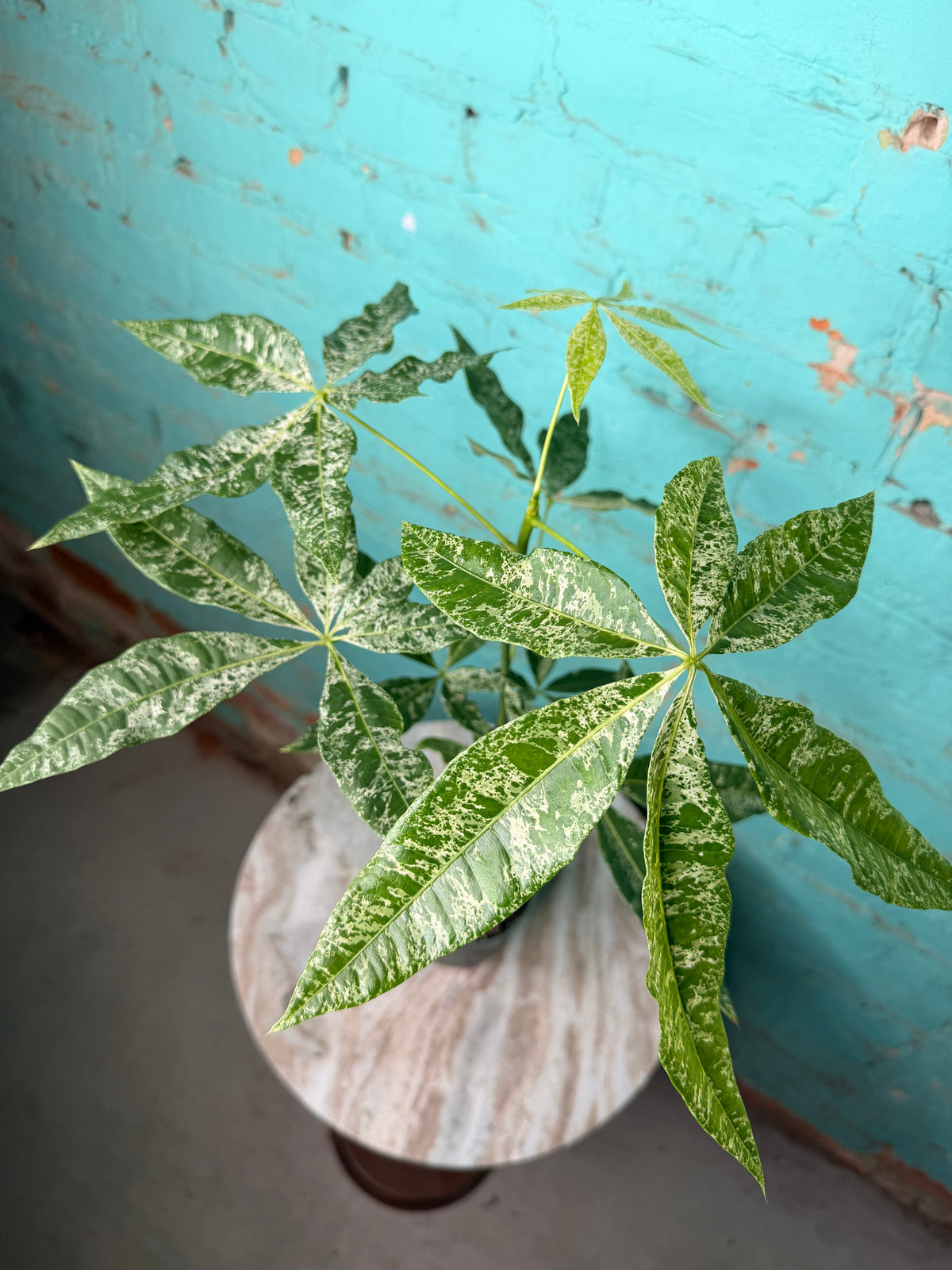 Money Tree Variegated 4”