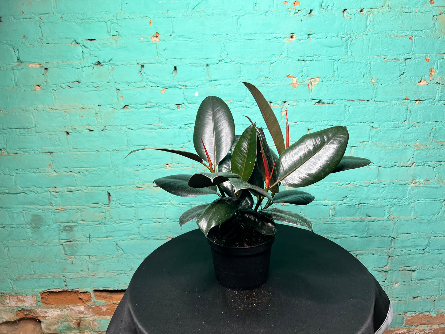 Ficus Elastica- Rubber Tree burgundy 6”