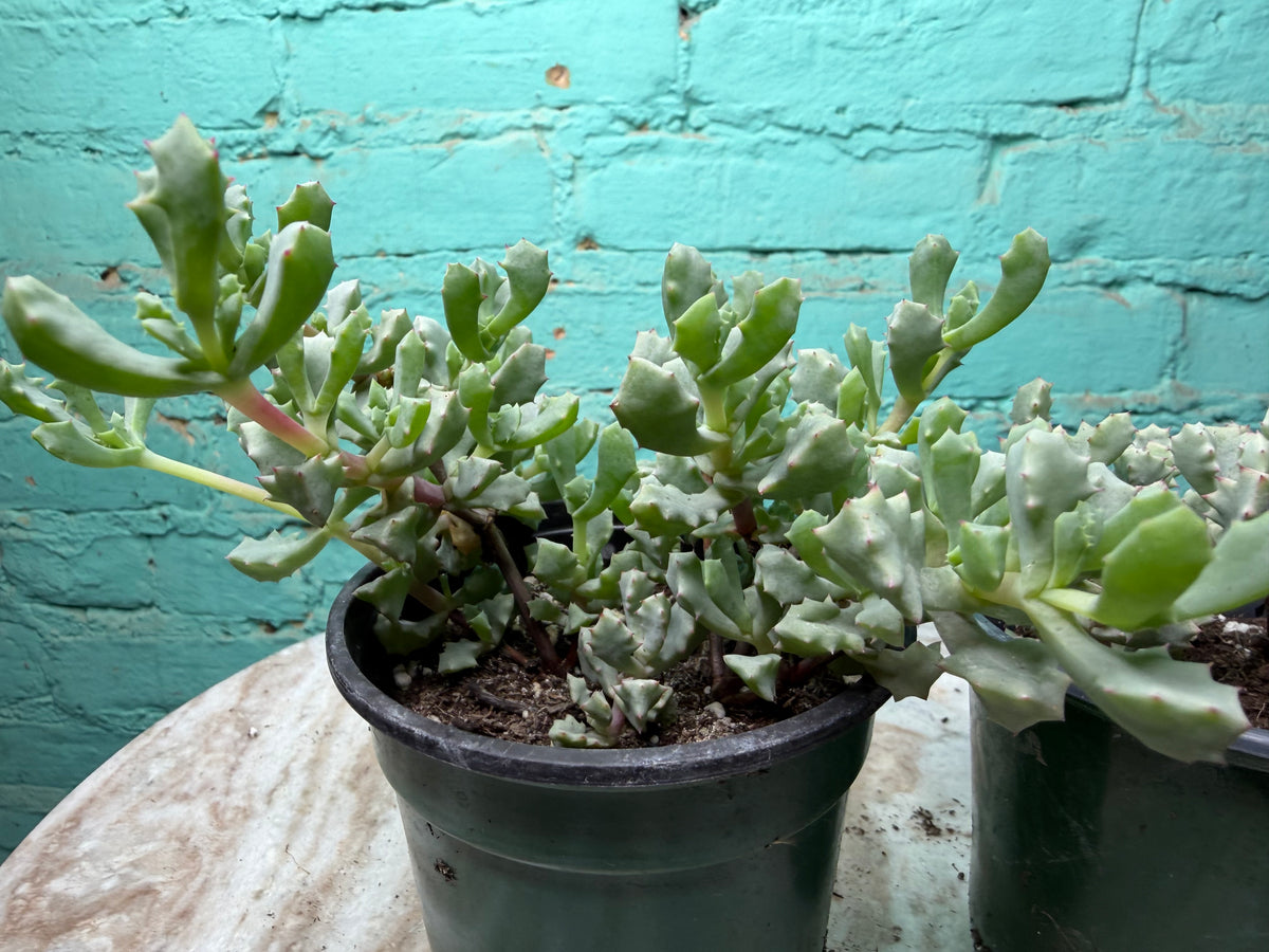 Oscularia Deltoides ‘Pink Ice Plant’ 4”