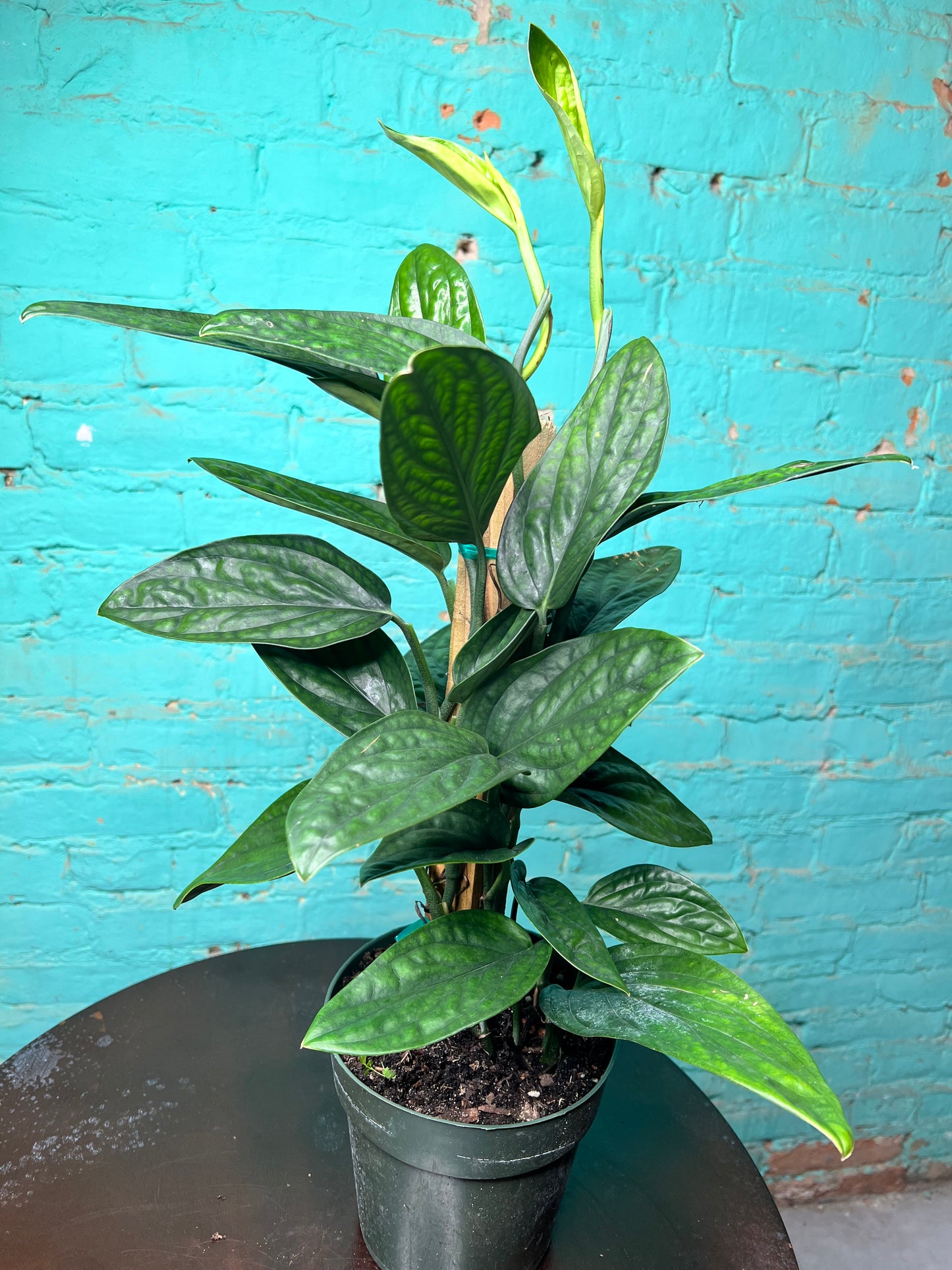 Monstera Peru 6” Totem