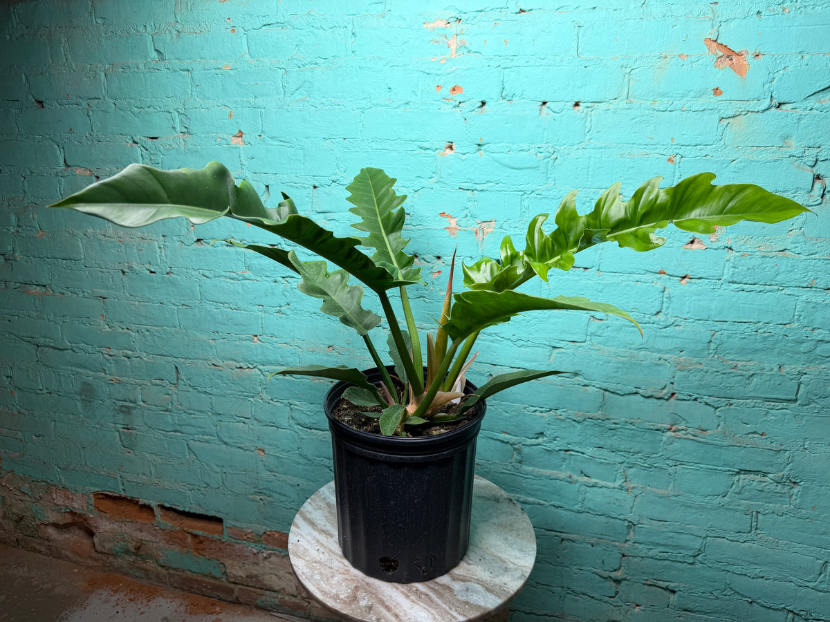 Philodendron Narrow 8”